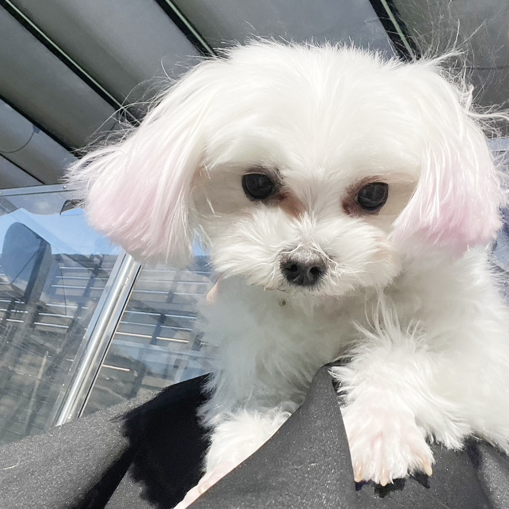 生徒が撮影したモデル犬たちの写真！